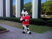 The Chick-fil-A mascot cow stopped by the office, apparently for someone's birthday.