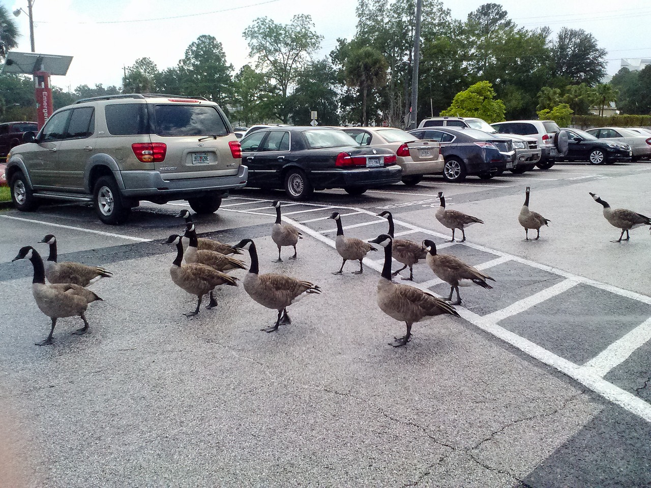 A gaggle of twenty Canada Geese (Branta canadensis) slowly wandering the parking lot of the W. Haydon Burns Building in downtown Tallahassee.
