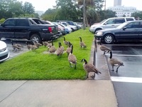 A gaggle of twenty Canada Geese (Branta canadensis) slowly wandering the parking lot of the W. Haydon Burns Building in downtown Tallahassee.