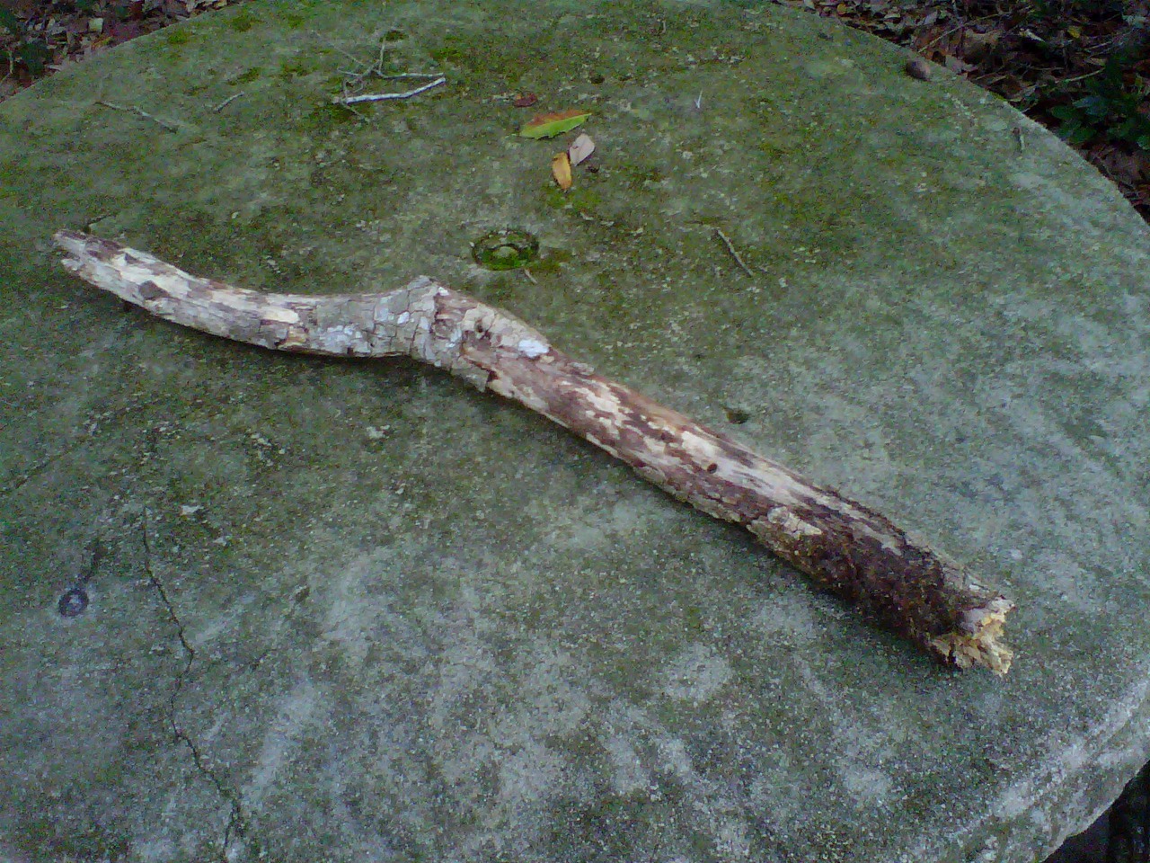 This tree branch came down on my head today in a wind gust.