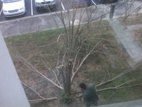They just cut down the tree in front of my office window. :(