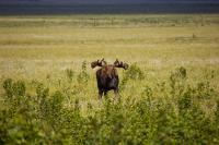 A moose (Alces alces) bull stops to look at us while walking through grassy flatlands east of the Dalton Highway (AK 11) near the site of Old Man Camp.