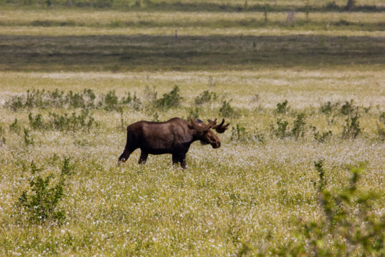 A moose (Alces alces) bull walking through grassy flatlands east of the Dalton Highway (AK 11) near the site of Old Man Camp.