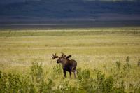 A moose (Alces alces) bull walking through grassy flatlands east of the Dalton Highway (AK 11) near the site of Old Man Camp.