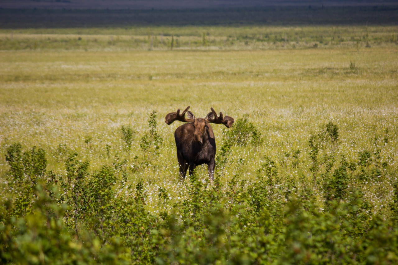 A moose (Alces alces) bull stops to look at us while walking through grassy flatlands east of the Dalton Highway (AK 11) near the site of Old Man Camp.