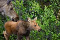 A moose (Alces alces) cow and calf foraging on the shoulder of Denali Park Road near C-Camp in Denali National Park and Preserve.