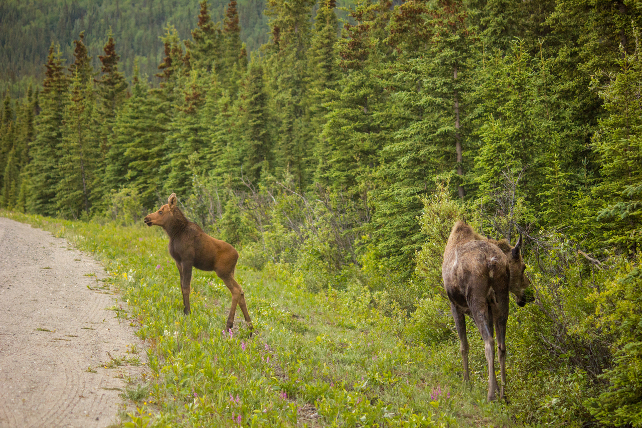 A moose (Alces alces) calf approaches the roadway while its mother forages on the shoulder of Denali Park Road near C-Camp in Denali National Park and Preserve.