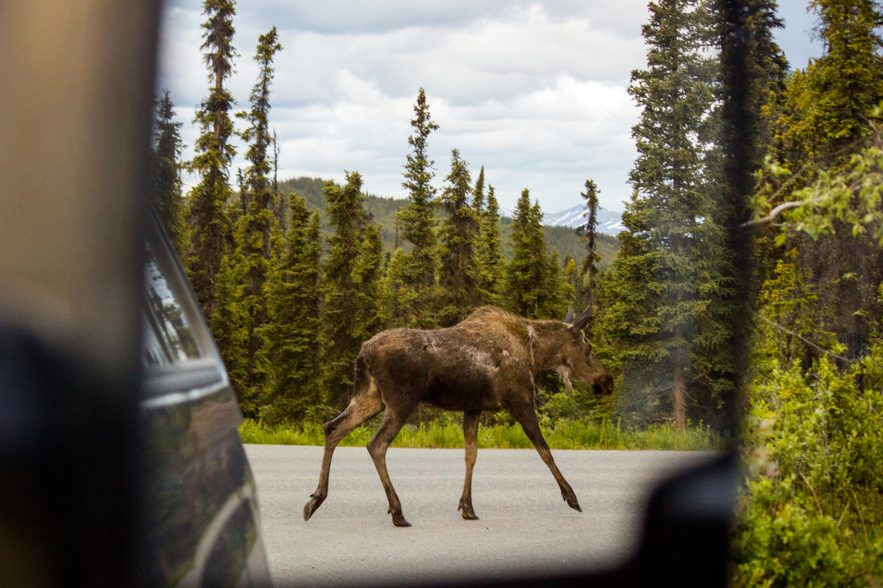 A moose (Alces alces) cow reflected in the truck's mirror walking down Denali Park Road near C-Camp in Denali National Park and Preserve.