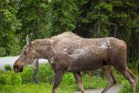 A moose (Alces alces) cow walks down C-Camp Road toward Denali Park Road in Denali National Park and Preserve.