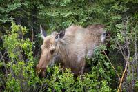 A moose (Alces alces) cow foraging in the woods along Denali Park Road near C-Camp in Denali National Park and Preserve.