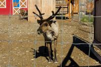 Semi-domesticated caribou (Rangifer tarandus granti) also called reindeer at the Antler Academy exhibit next door to the Santa Claus House (1952).