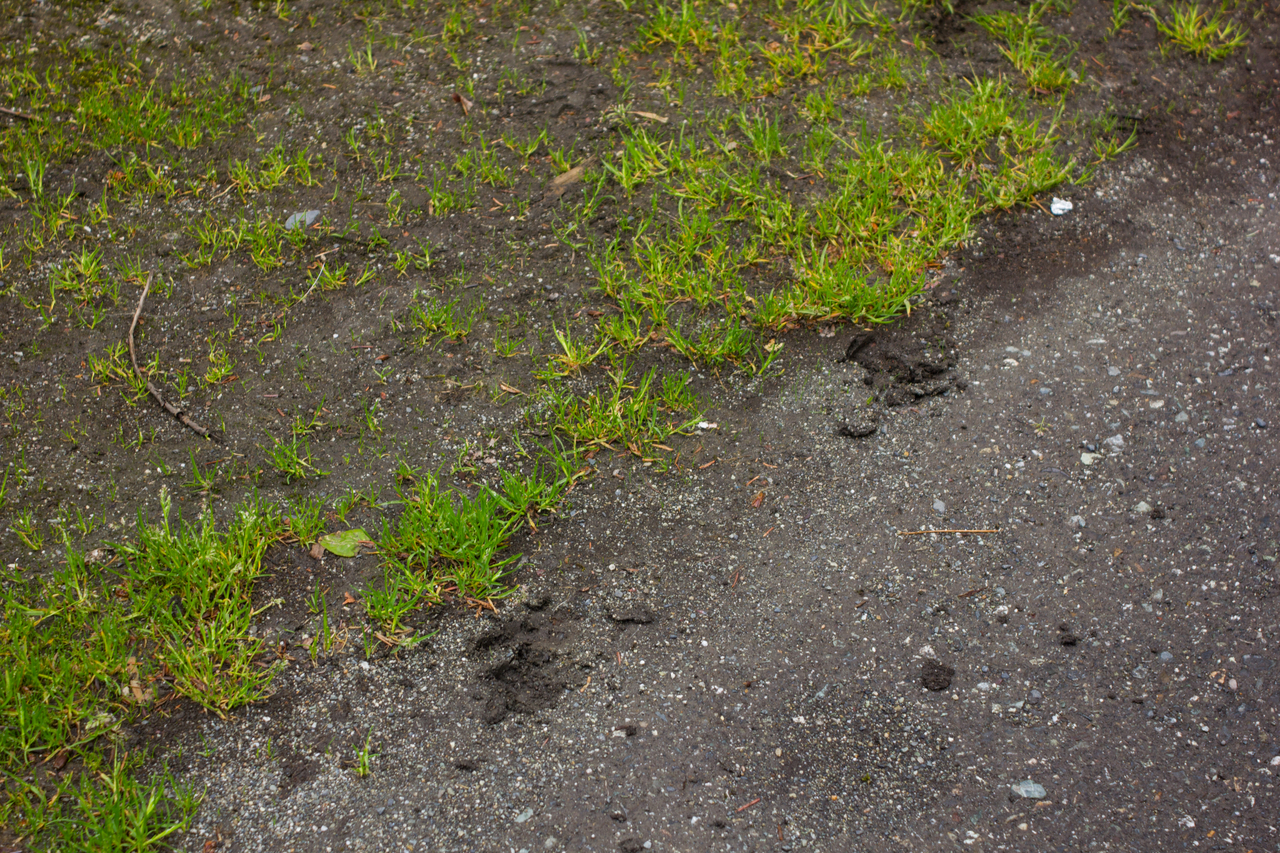 Tracks left on the ground by a visiting moose (Alces alces) in our Williwaw Campground site in the Chugach National Forest.