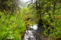 A small stream extending from Williwaw Creek and surrounded by lush foliage on the Williwaw Nature Trail in the Chugach National Forest.