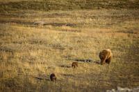 A brown bear (Ursus arctos) cub stops and turns around while its mother and sibling continue walking away while hunting for Arctic ground squirrel (Spermophilus parryii) on the permafrost tundra near the Sagavanirktok River.