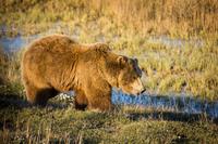 A brown bear (Ursus arctos) sow with two cubs walks past while hunting for Arctic ground squirrel (Spermophilus parryii) on the permafrost tundra near the Sagavanirktok River.