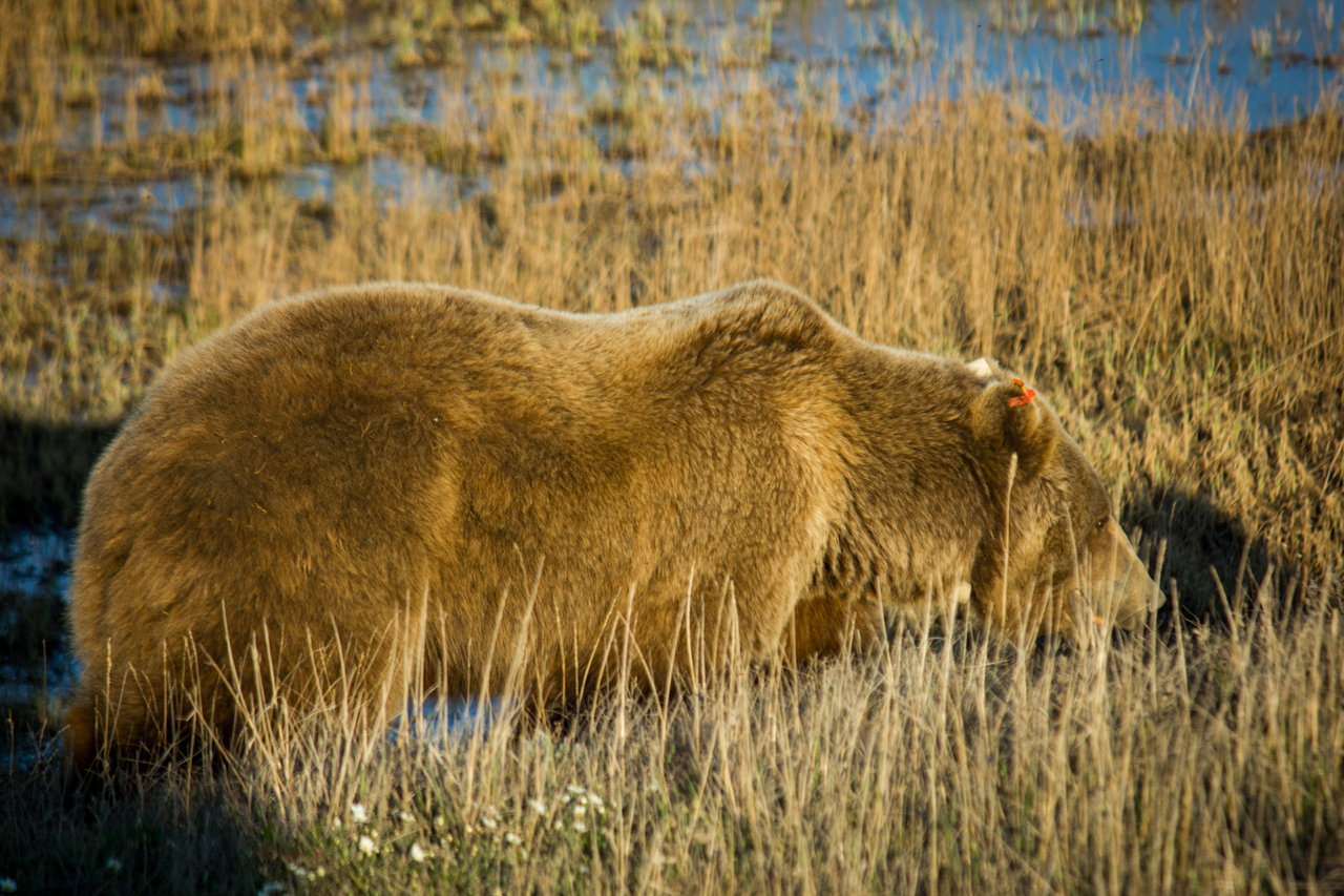 A brown bear (Ursus arctos) sow with two cubs walks past while hunting for Arctic ground squirrel (Spermophilus parryii) on the permafrost tundra near the Sagavanirktok River.
