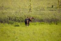 A moose (Alces alces) bull browsing and eating grassy vegetation next to the Dalton Highway (AK 11).