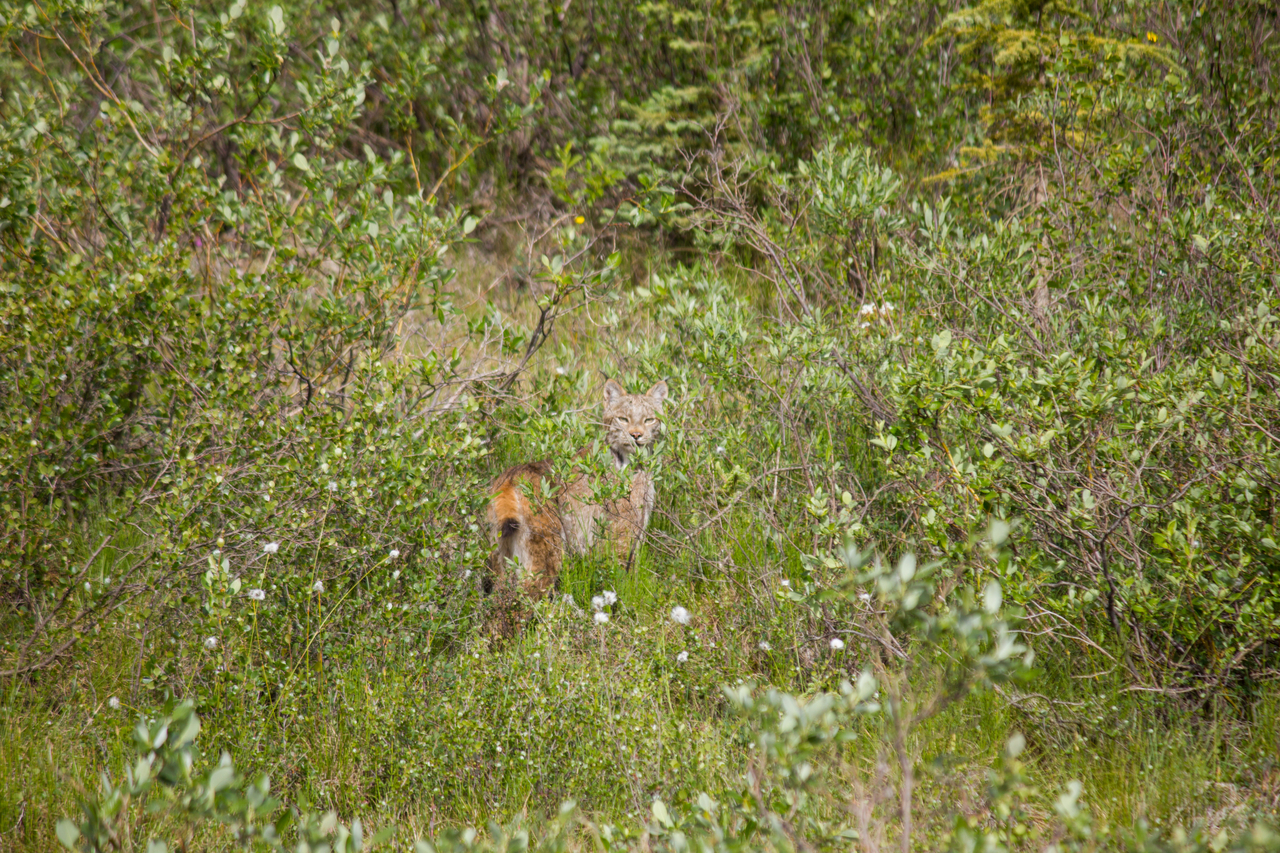 A Canada lynx (Lynx canadensis) stops and looks at us from the brush alongside the Dalton Highway (AK 11) shortly after crossing the road southwest of Sukakpak Mountain.