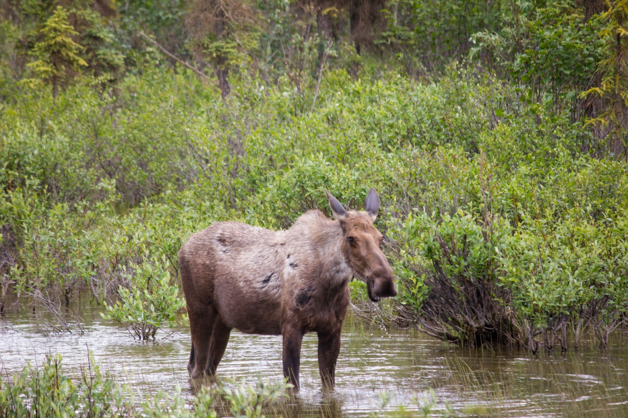 A moose (Alces alces) cow wading in a small Middle Fork Koyukuk River tributary eating aquatic vegetation right next to the Dalton Highway (AK 11).