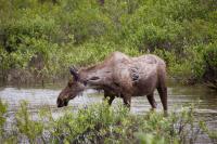 A moose (Alces alces) cow wading in a small Middle Fork Koyukuk River tributary eating aquatic vegetation right next to the Dalton Highway (AK 11).