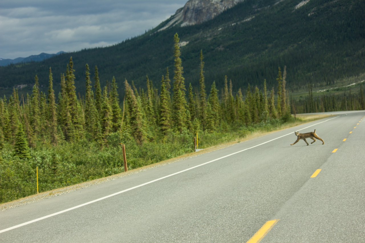A Canada lynx (Lynx canadensis) quickly crosses the Dalton Highway (AK 11) southwest of Sukakpak Mountain.
