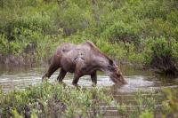 A moose (Alces alces) cow wading in a small Middle Fork Koyukuk River tributary eating aquatic vegetation right next to the Dalton Highway (AK 11).