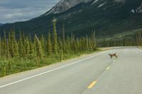 A Canada lynx (Lynx canadensis) quickly crosses the Dalton Highway (AK 11) southwest of Sukakpak Mountain.