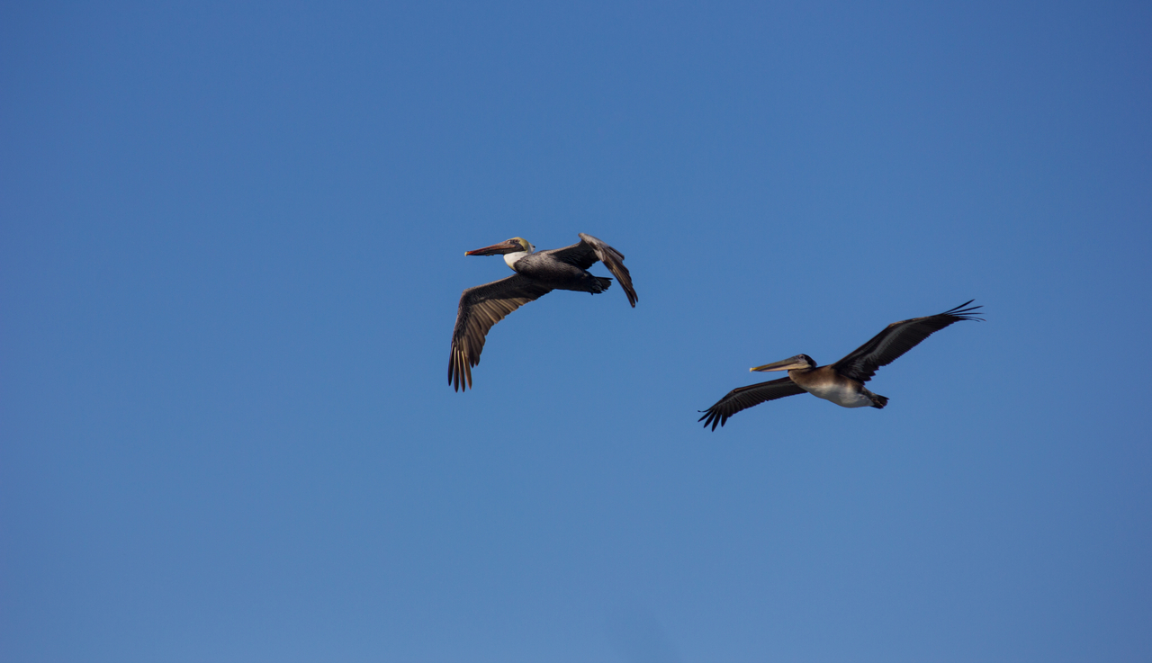 Two brown pelicans (Pelecanus occidentalis) in flight near Point Santa Cruz and the Mark Abbott Memorial Lighthouse (1967) at Steamer Lane.