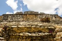 Plants growing on the eastern side of Templo 24 at the Chacchoben Mayan archeological site in Quintana Roo, Mexico.