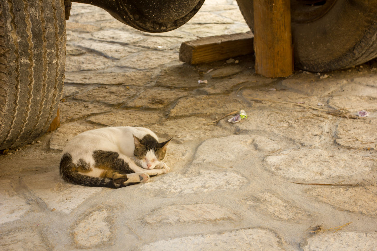 A cat sleeps under a truck sales kiosk parked along a walkway in the private port at Puerto Costa Maya, Costa Maya, Mexico.