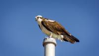 An osprey (Pandion haliaetus) looking down from a perch atop a metal pole rising from an elevated platform where its mate is nesting at the Flamingo Marina in Everglades National Park.