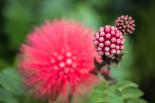Two red powder puff (Calliandra haematocephala) flower buds and a flower head at the Castellow Hammock Preserve and Nature Center — photograph by David July