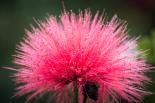 A red powder puff (Calliandra haematocephala) flower head at the Castellow Hammock Preserve and Nature Center — photograph by David July