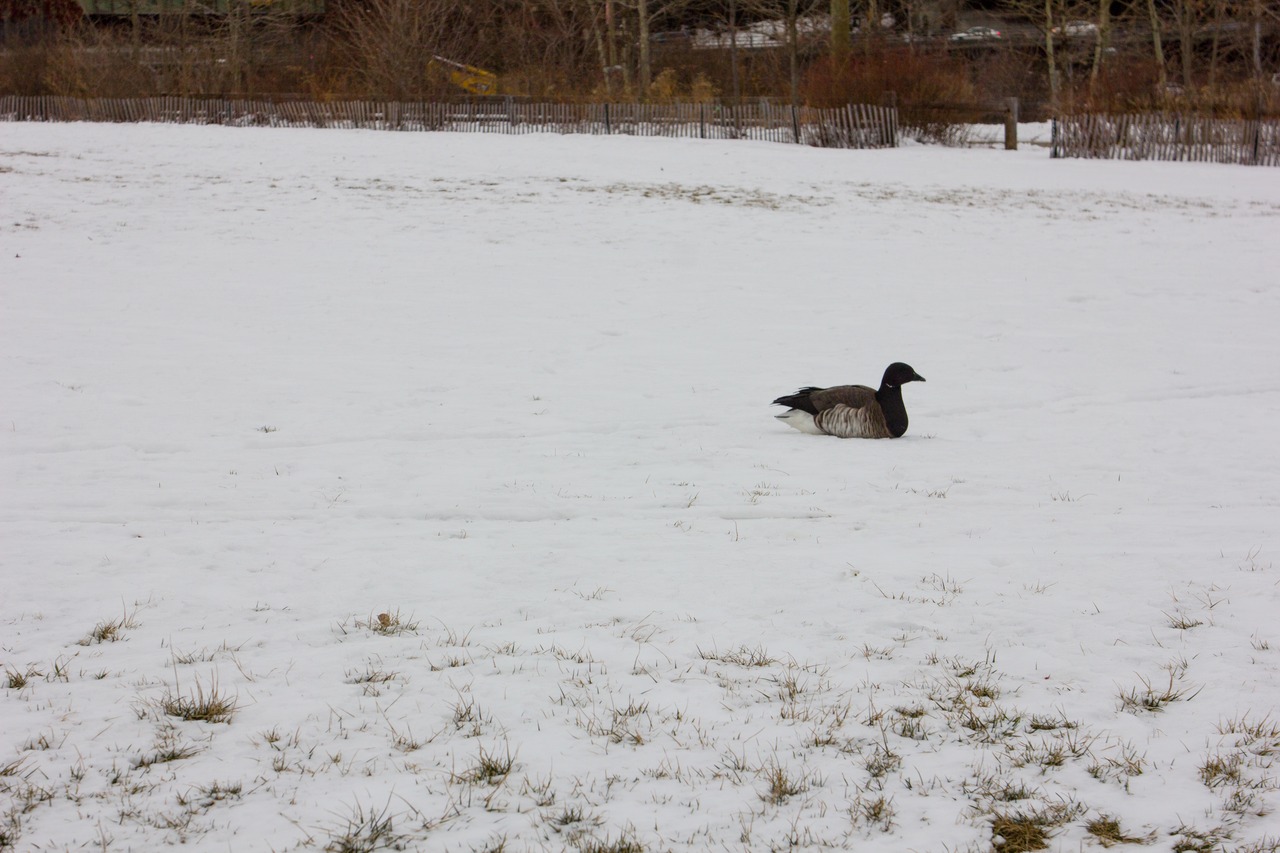 A Pale-bellied Brant Goose (Branta bernicla hrota) sits in the snow covering the Bridge View Lawn at Brooklyn Bridge Park (2010) Pier 1.