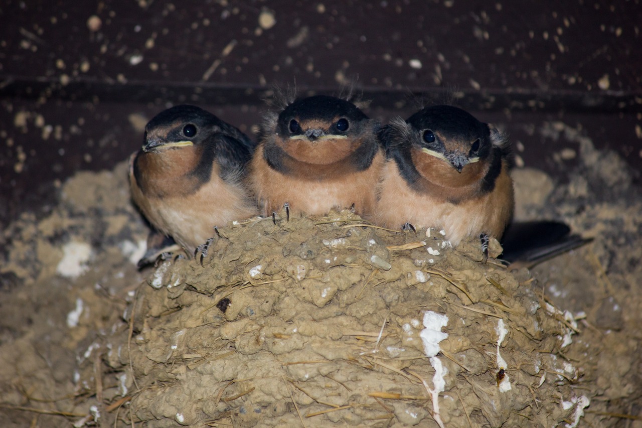 Four barn swallow (Hirundo rustica) juveniles in their nest on a storage building light fixture just inside the Cain Hollow campground in the Quaker Area of Allegany State Park.