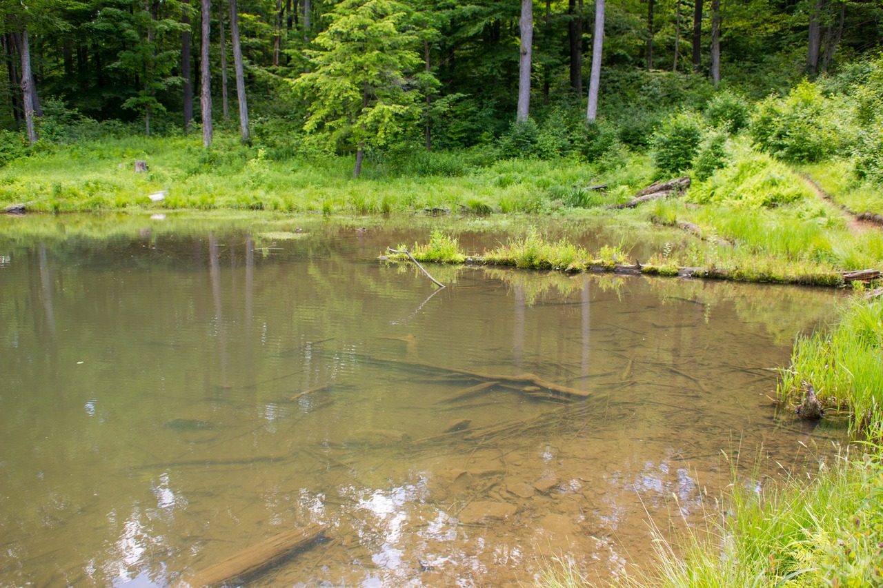 Rocks and forest debris in the shallow southwest corner of Science Lake near Science Lake Dam (1926) in Allegany State Park.