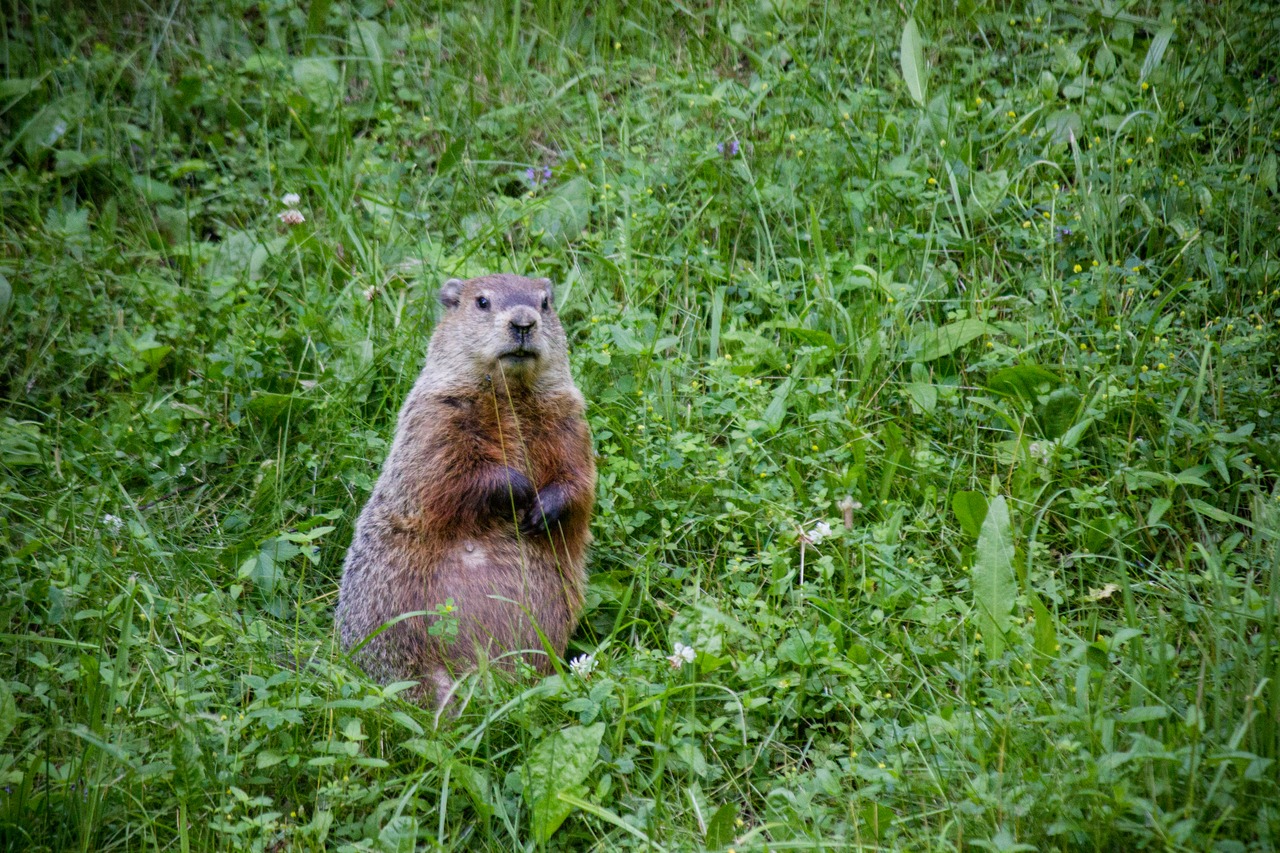A groundhog (Marmota monax) pauses eating white clover (Trifolium repens) to stand up at the Flagg trailhead just outside the Cain Hollow campground in the Quaker Area of Allegany State Park.