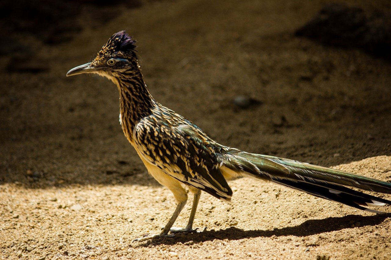 A greater roadrunner (Geococcyx californianus) in the 'Great Southwest' exhibit at Hersheypark's ZooAmerica.
