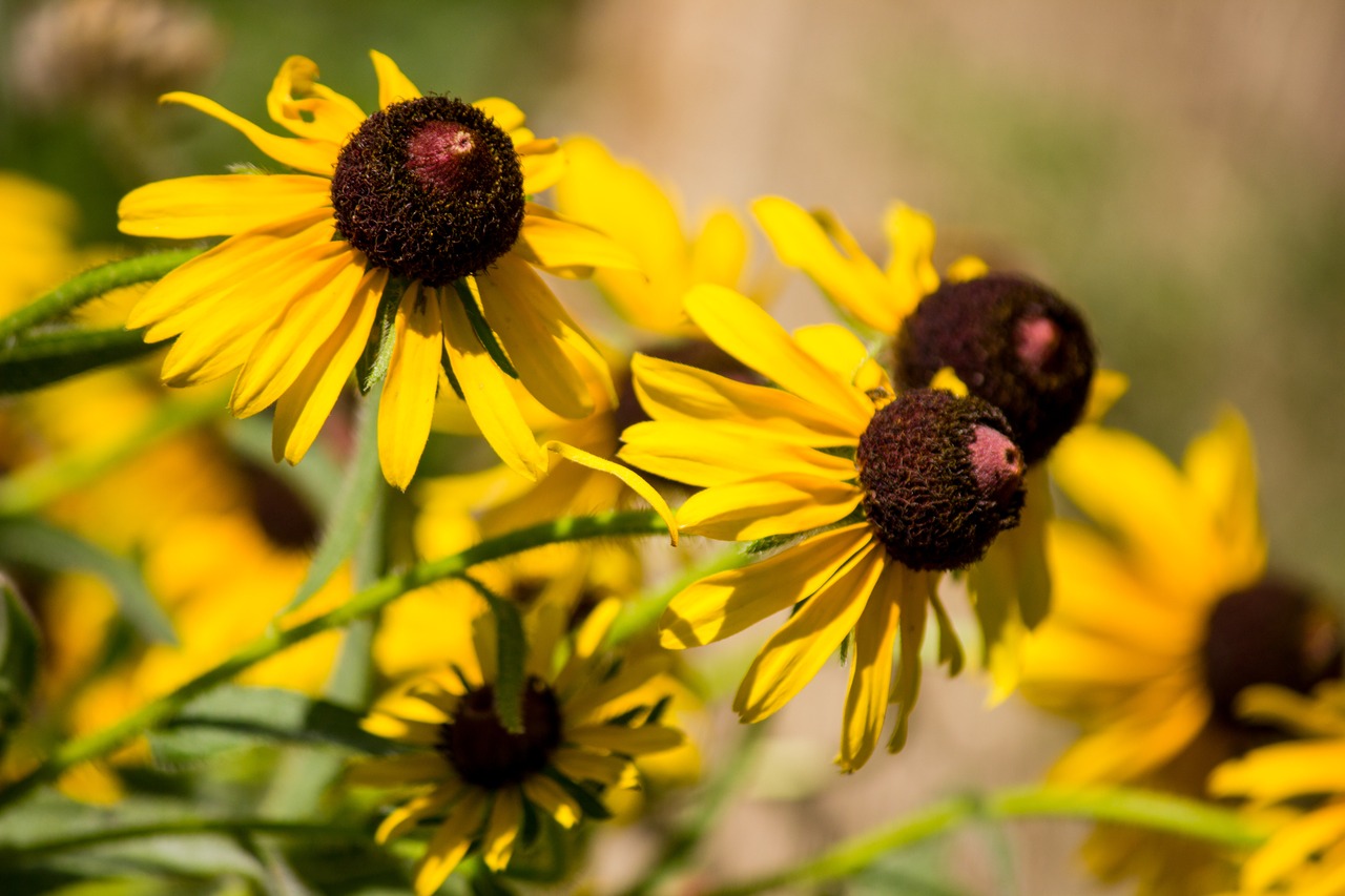 Black-eyed Susan (Rudbeckia hirta) growing in the southern section of the Pioneer Farm at Mount Vernon.