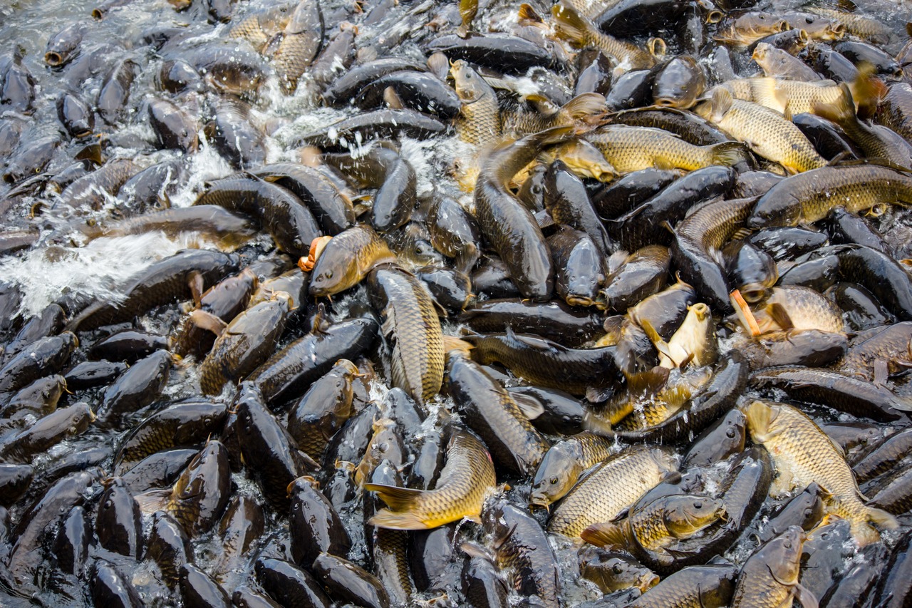Large groups of common carp (Cyprinus carpio) frenziedly feeding on bread in the bowl of the Pymatuning Spillway where Pymatuning Reservoir's Sanctuary Lake flows via dam to the Middle Basin.