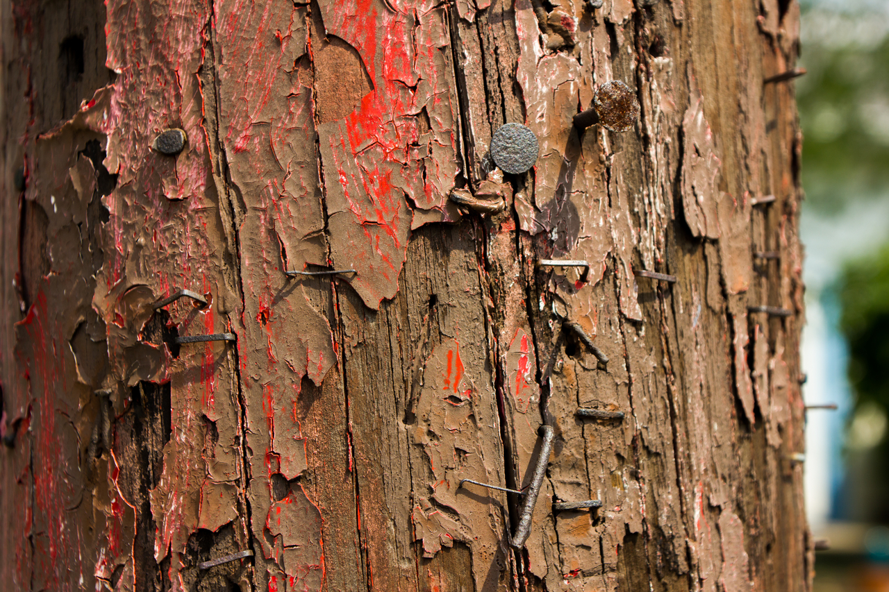 Bits of red paint among rusted nails and staples are all that remain on a wooden telephone pole from days past when a fire alarm box was mounted here.