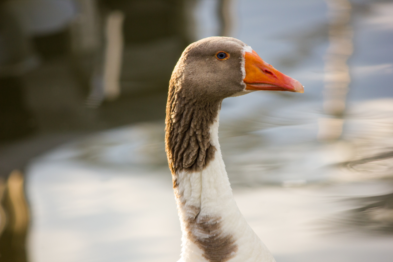 Domestic Greylag Goose (Anser anser) in the Monongahela River between Smitty's Marina and the Pennsylvania Fish and Boat Commission Speers Landing access on River Avenue in Speers, Pennsylvania.