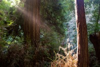 A ray of light shines through the giant redwood (Sequoia sempervirens) forest at Muir Woods National Monument.