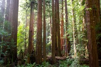 Giant redwood (Sequoia sempervirens) trees as far as can be seen next to the Main Trail at Muir Woods National Monument.
