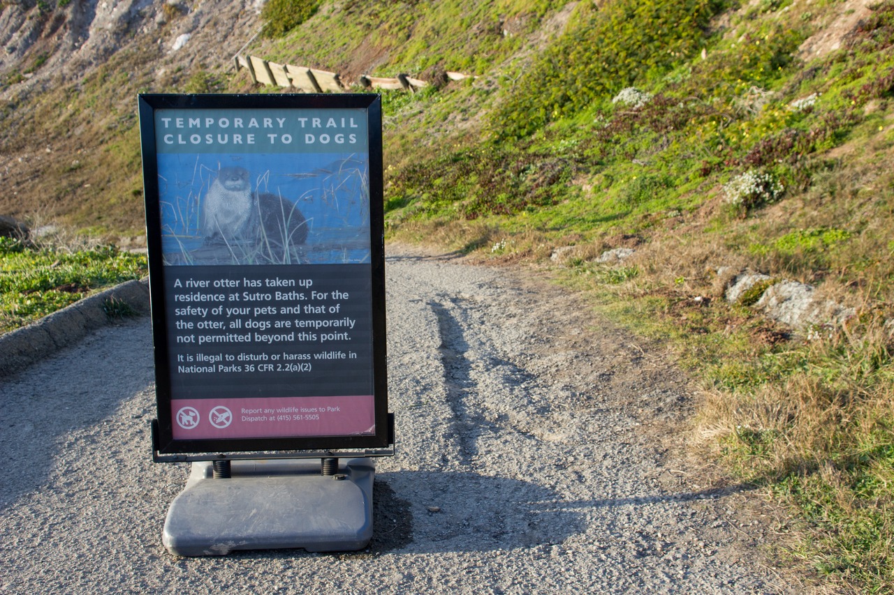 'Temporary Trail Closure to Dogs' sign on the trail down to Sutro Baths (1896) due to Sutro Sam the river otter's unusual visit.
