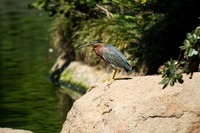 Green Heron (Butorides virescens) on a rock near the Heavenly Floating Bridge in The Japanese Garden at the Donald C. Tillman Water Reclamation Plant (1984).