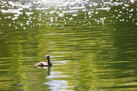 Pied-billed Grebe (Podilymbus podiceps) swimming in the Heavenly Floating Bridge pond in The Japanese Garden at the Donald C. Tillman Water Reclamation Plant (1984).