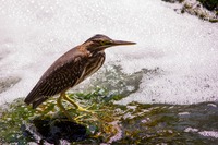 Green Heron (Butorides virescens) juvenile on a rock at the base of the three tier waterfall in The Japanese Garden at the Donald C. Tillman Water Reclamation Plant (1984).