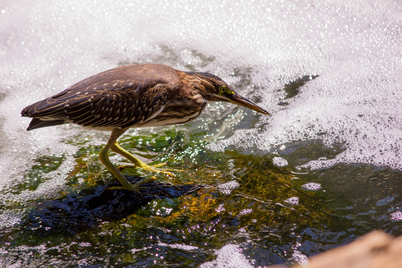 Green Heron (Butorides virescens) juvenile on a rock at the base of the three tier waterfall in The Japanese Garden at the Donald C. Tillman Water Reclamation Plant (1984).