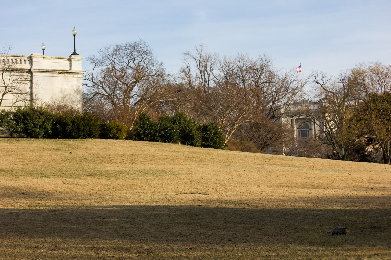 Virginia opossum (Didelphis virginiana) crossing the lawn just west of the United States Capitol (1811/1866) House Chamber in broad daylight.